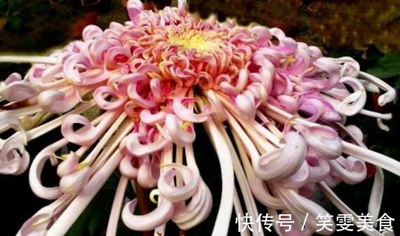 美颜色|喜欢养花，不如养盆木棉花，火热青春，花美颜色艳，开花90天