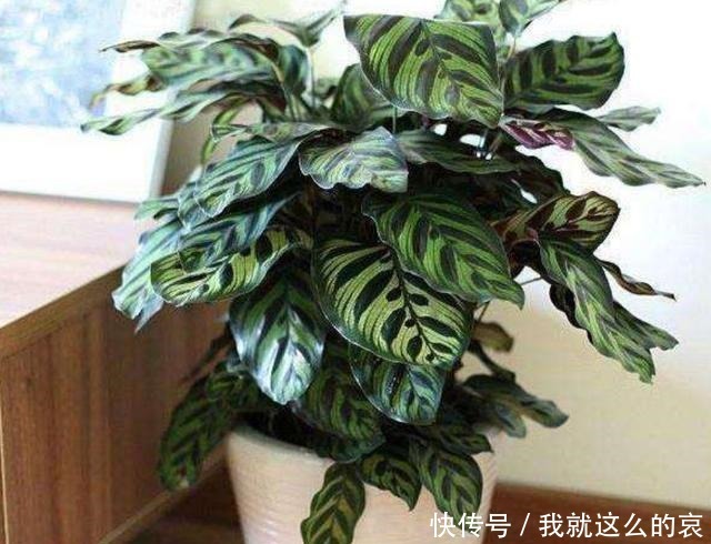 家里养8种花,要少晒太阳,没有阳光也能长势旺盛!