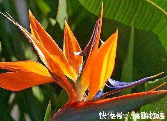 绣球花|4种盆栽花,全年有花开,种植很容易,值得栽培