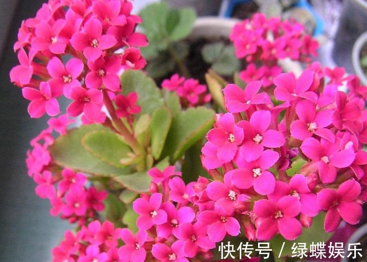 花苞|长寿花“偷懒”不开花一个小诀窍,花苞200个,花开“压弯枝