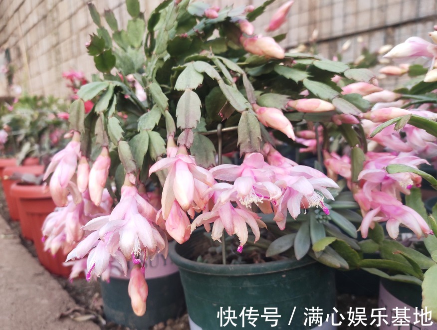 害怕蟹爪兰夏季打蔫,告诉你几个关键操作,让它叶片油绿硬挺