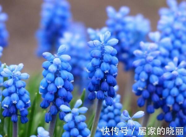 养花|养花试试这几款,几乎丢土里就能活,超级好养活