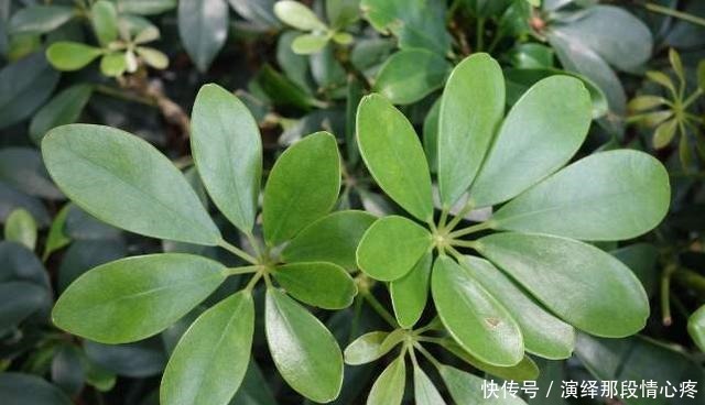 客厅养“3钱4财”，好看又好养，新手反倒看不上！