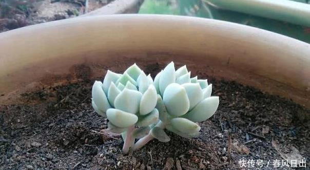 浇水|养多肉一年，关于多肉浇水这个事的小经验分享！
