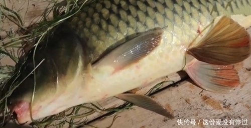 气球|煮熟的红薯做饵,气球为浮漂,放到大河中,钓获大鲤鱼,成本真低