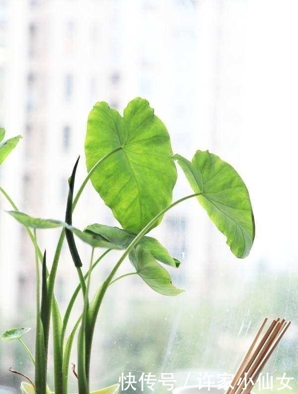 泡水|这种蔬菜吃剩了别扔,泡水里就疯长,比滴水观音还要漂亮100倍