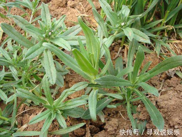 润肺|以前农村喂猪的野菜,润肺止咳、润肠通便,功效强大,有钱也难买