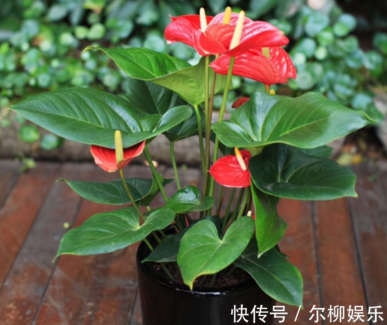 光合作用|7种花如果不生长,米醋每月浇一“壶”,恢复生长,叶子绿油油