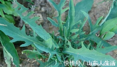 吃肉|一种野菜，季节性很强，再不吃就老了，宁愿少吃肉也要来一盆