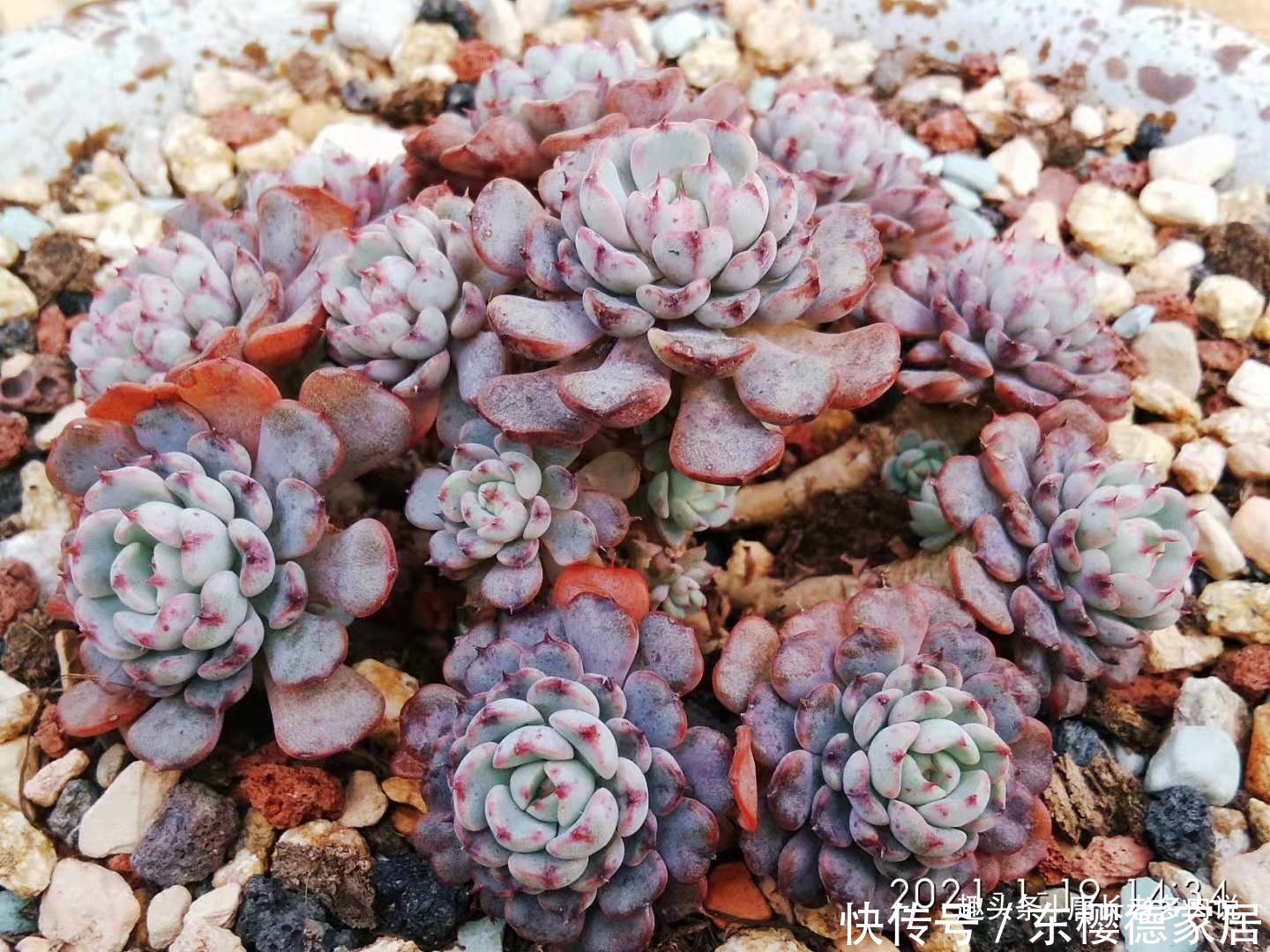 网购的群生多肉散开了怎么办?不用着急,我们可以这样来解决问题