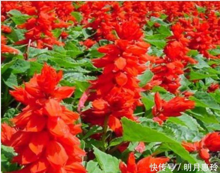 4种花很漂亮，好养易活能爆盆，开花漂亮花期长，谁养谁喜欢