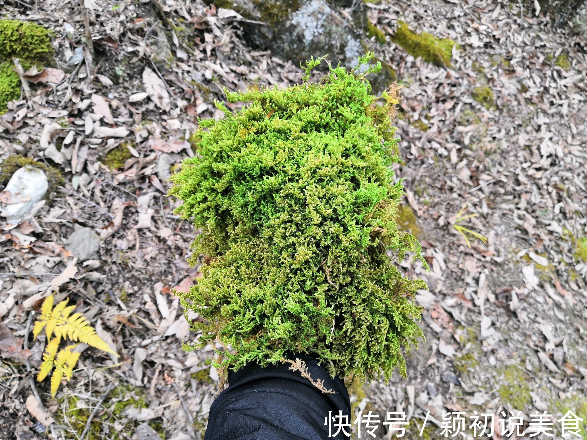 苔藓养兰花的2个妙用,保湿透气又促根,很快冒出水晶头