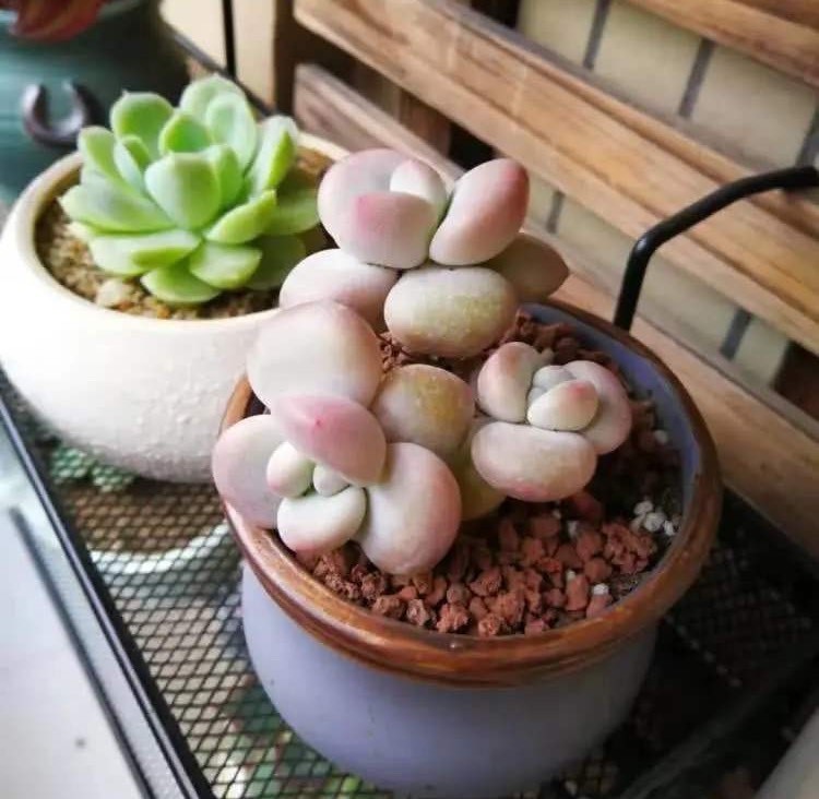 怎么安心用蛋壳养花没落实这些,盆栽植物会越来越糟