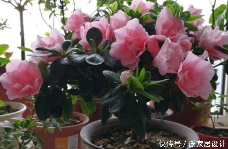 几款花,花艳易爆盆,花开芳香四溢,清香优雅