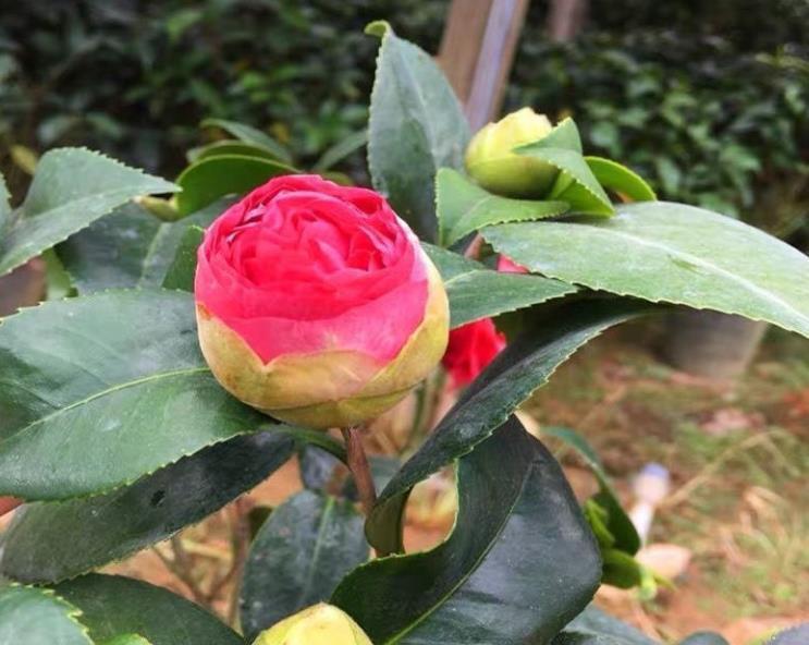 茶花|拜拜了月季花,茶花新品种火了,花朵比盘子大