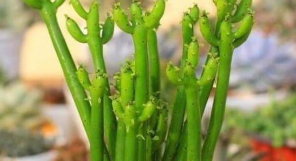 观赏价值|再美观也不能在家里养的3种花,不知你家有没有,尤其是第二种