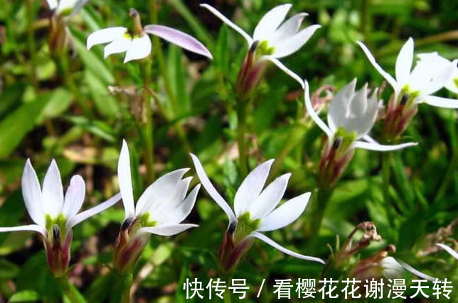 一种野草花开像“莲花”，它好看还是好药材，只是如今少见很稀罕