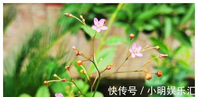 采摘|长在路边的20种杂草可以当作野菜食用，你认识几种？