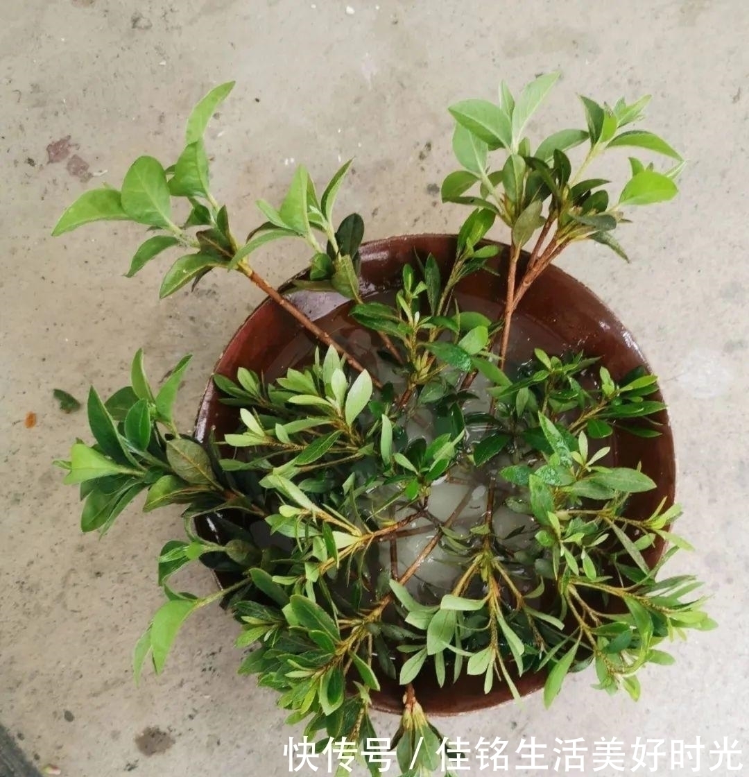 天竺葵|8种花夏天太容易死,现在赶紧扦插,死了也不心疼