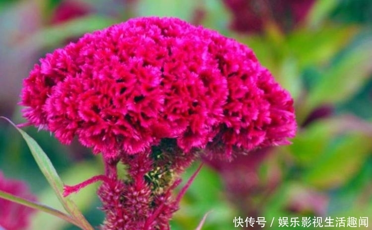 此种花卉,比牡丹还漂亮,比绿萝还好养,花开爆盆美如花画