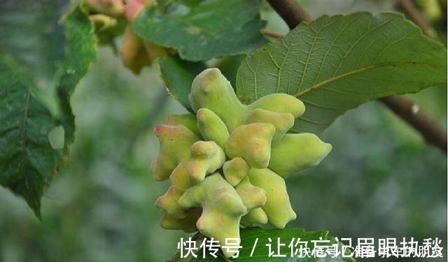 小虫子|一种野果切开满是“虫子”，以前当宝、现在当害草，不料价比珍珠！