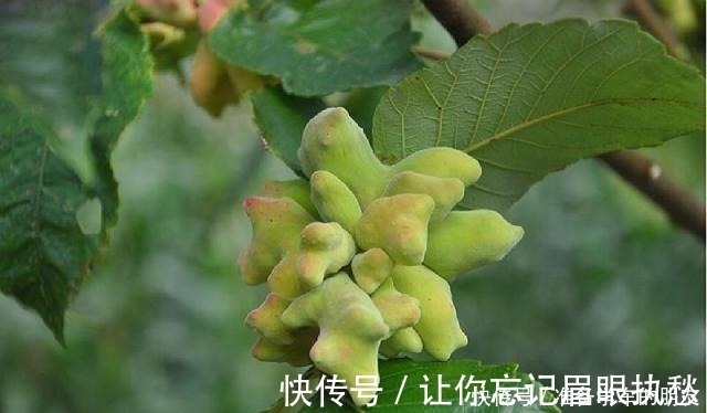 小虫子|一种野果切开满是“虫子”,以前当宝、现在当害草,不料价比珍珠!