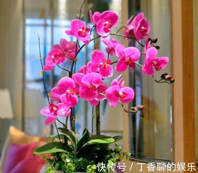 农历10月4号起，最适合养这些花，漂亮芳香，全年开花不断