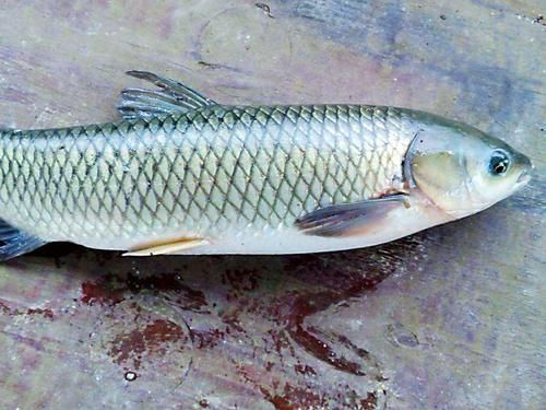  辣椒|学会这道香辣鱼块，让你秒变大厨，赶紧收藏吧！