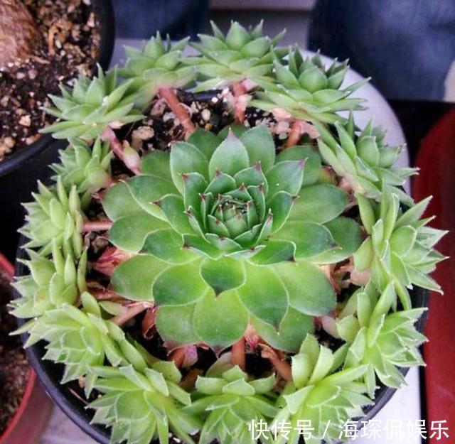 侧芽|多肉观音莲,3个“误区”要避开,从不“穿裙子”,一圈小莲花