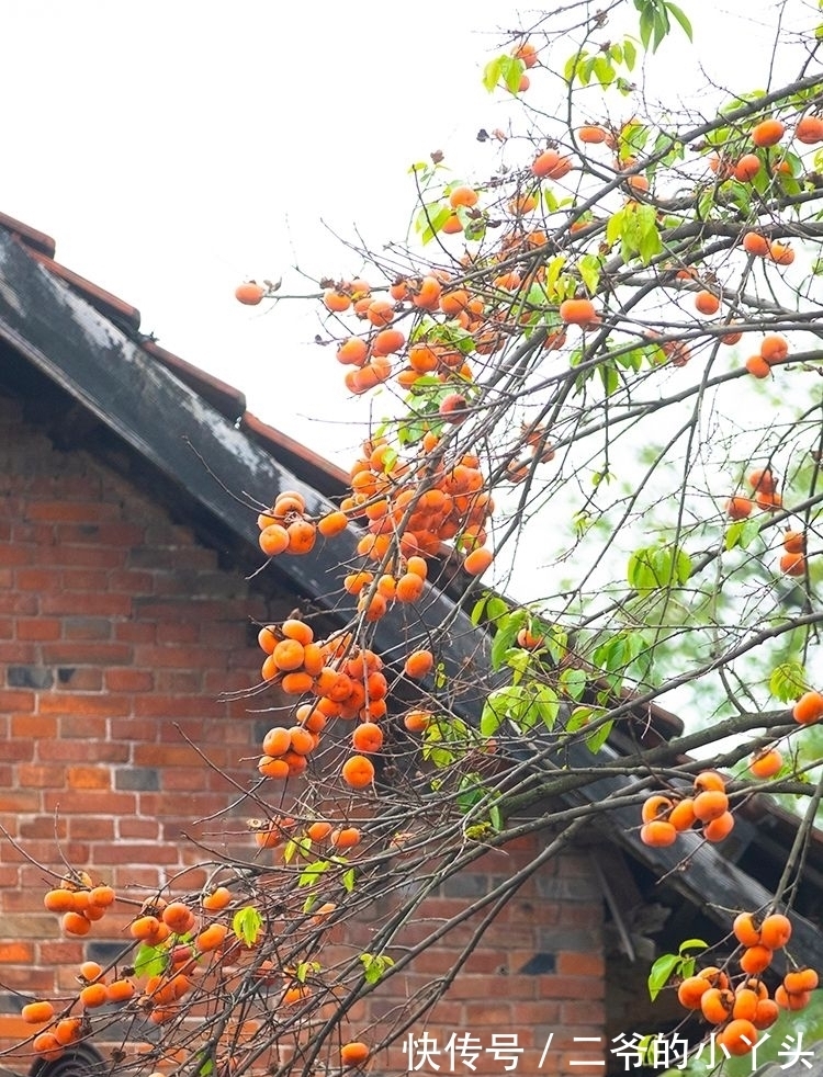 石榴树|家里有院子,就种5种“旺宅树”,观赏收果两不误,吉祥又实用