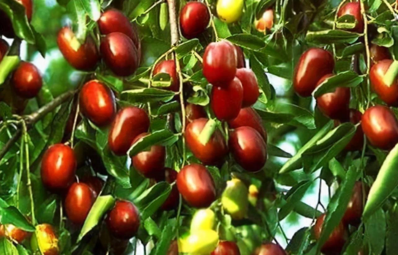 樱桃|糖尿病患者不能吃水果?5种降糖水果分享给你,糖友也可大饱口福