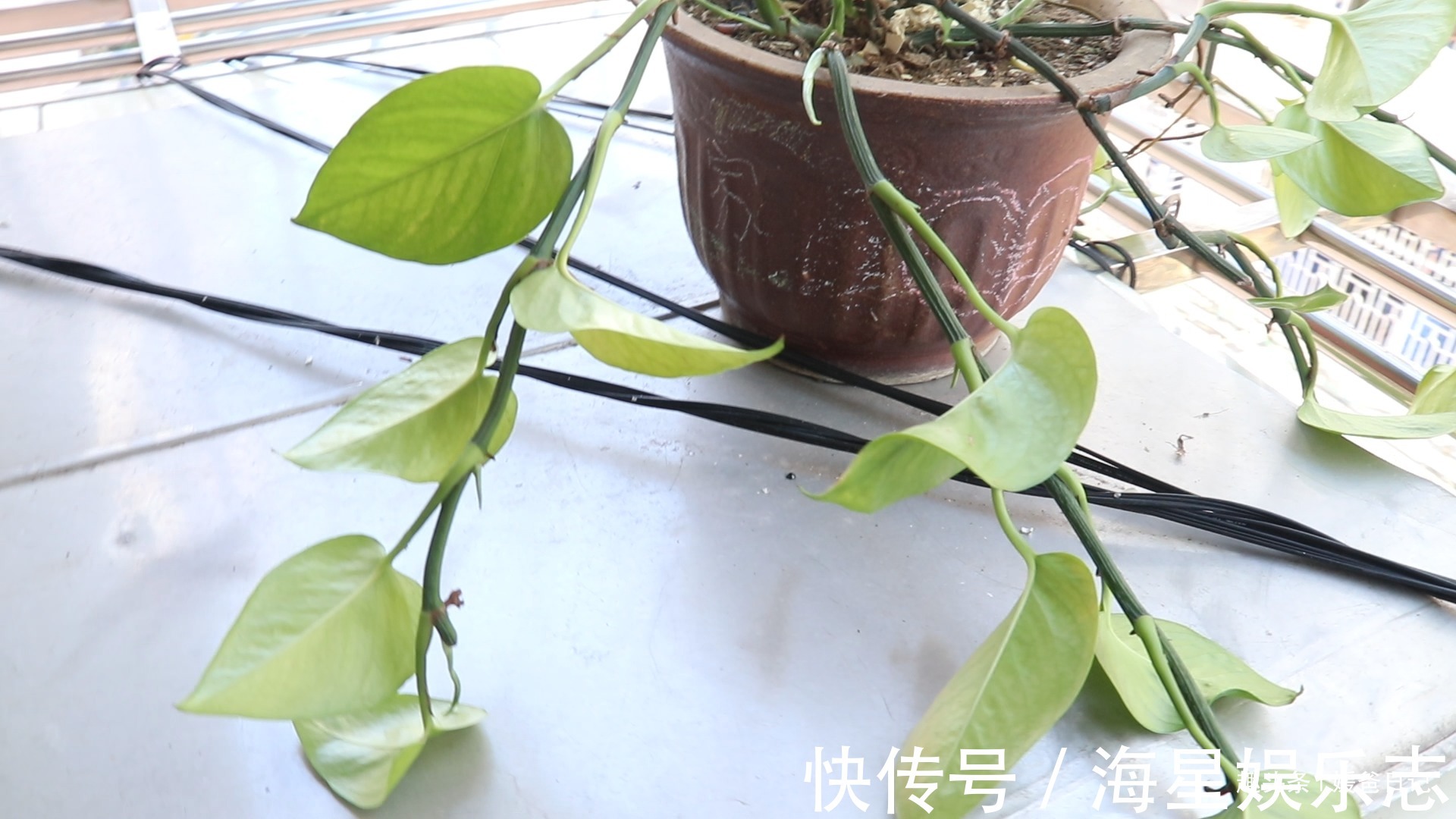 你家有绿萝吗我也是刚刚才知道,肯定不是迷信