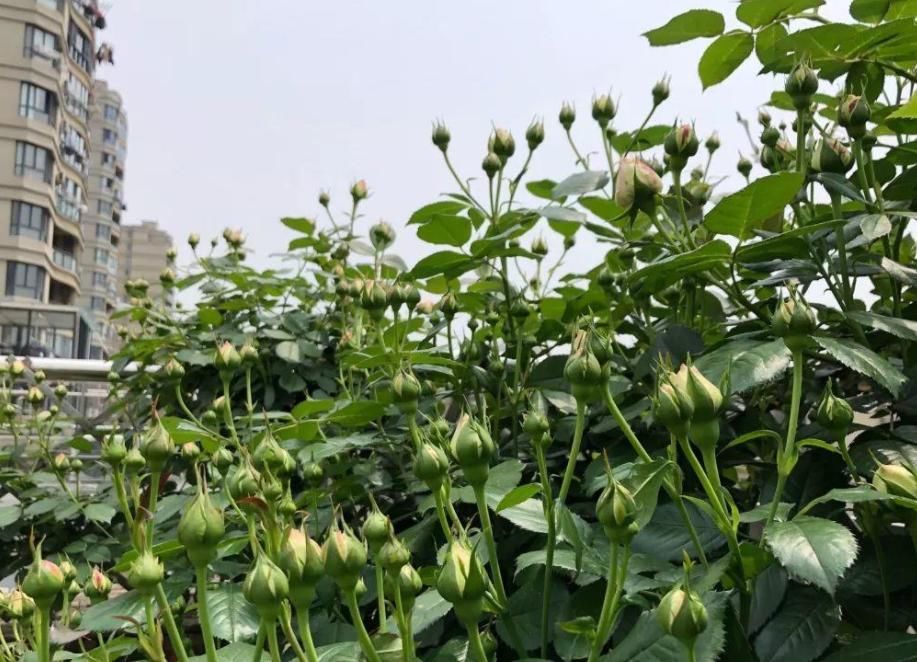 这种自制高氮肥，用好了，比淘米水、啤酒水效果好得多