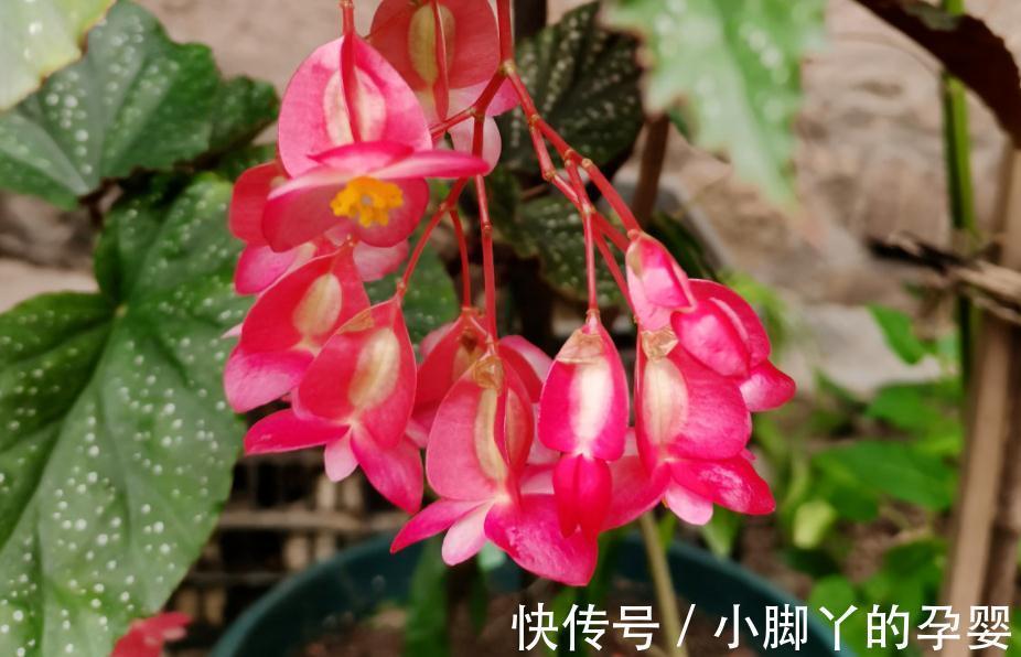 花草盆栽过冬难,该怎么办?从这3个方面下手,先养根