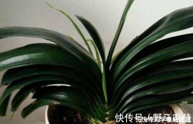 花友们|君子兰不见长，是僵苗还是养护不当教你“4招”，快速恢复活力！