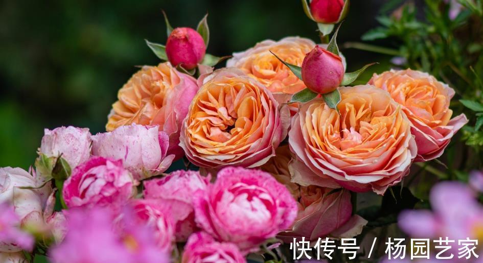 枝条|将藤本月季养成花墙,这些雷区要避开,说一说月季牵引那点事