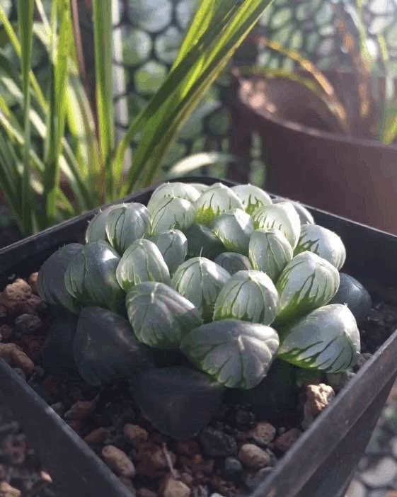 冬季能把花浇死,照样也能把花浇出状态