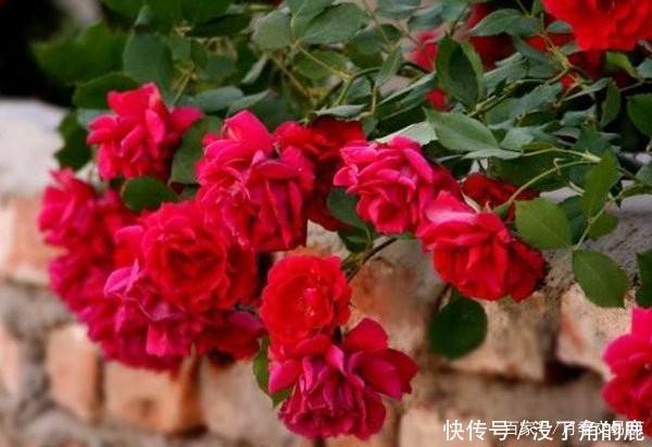 读书台|这10种红色月季漂亮喜庆，个个抗病好养，快收藏