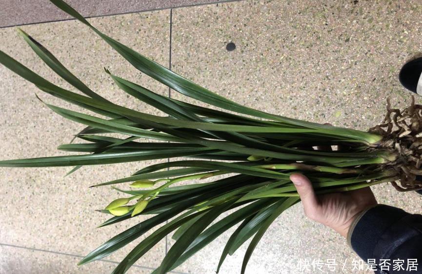 高雅|兰花品质高雅深受大家喜欢,这6种不常见的稀有兰花,你养过吗?