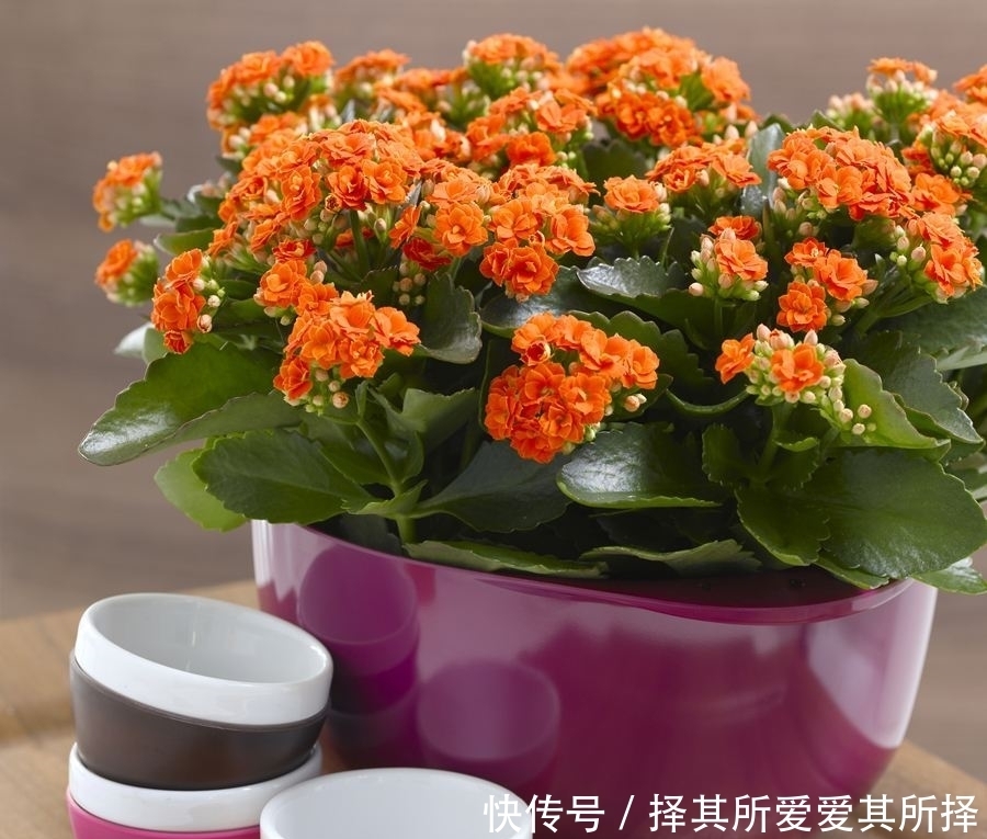 冬天要特别注意的花,一不小心就冻坏了!