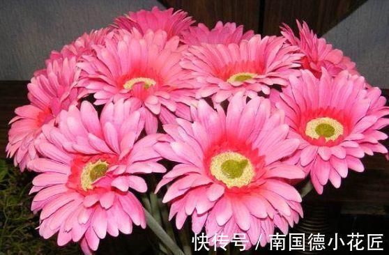 唐宇傲狮|农历7月30日开始，养花养个耐看的，花儿开成满天星，便宜又好养