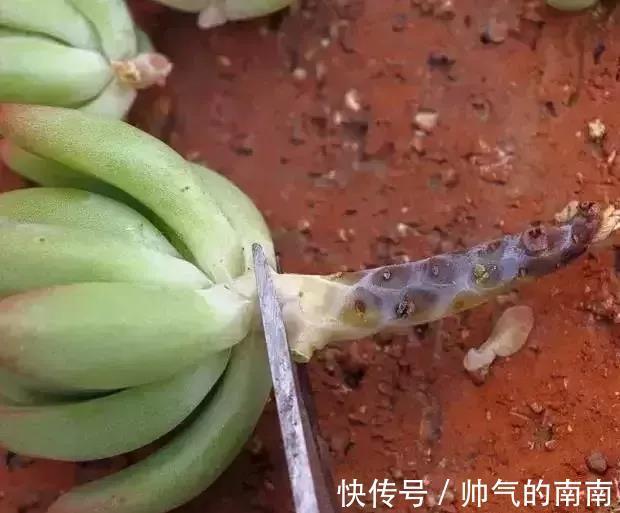 引发多肉黑腐！主要有4个因素造成，适当避开，多肉安全度夏