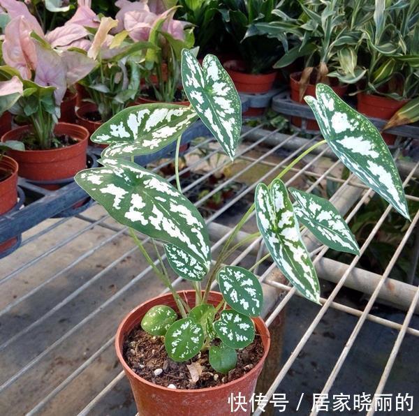 杀菌剂|多菌灵还能这样用,用处很多,养花必备