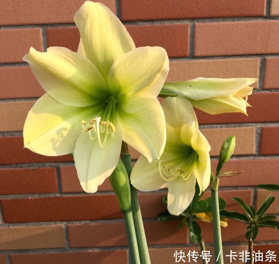 4种“耐阴花”,放客厅阳台都可以养,枝叶繁茂花色艳丽