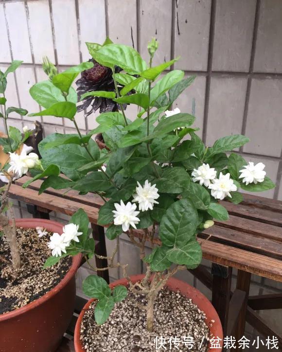 凌霄花|9种漂亮花,热不死晒不怕,开花大半年,没有病虫害,38度成花海