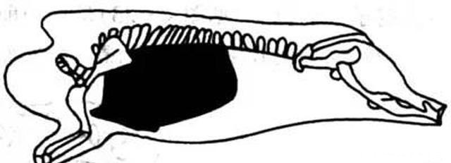 买排骨，要分清“前排”和“后排”，差距挺大，弄懂再买心有底