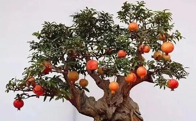 要点|苗木进行扦插繁殖时,记住扦插的要点,繁殖成活率高