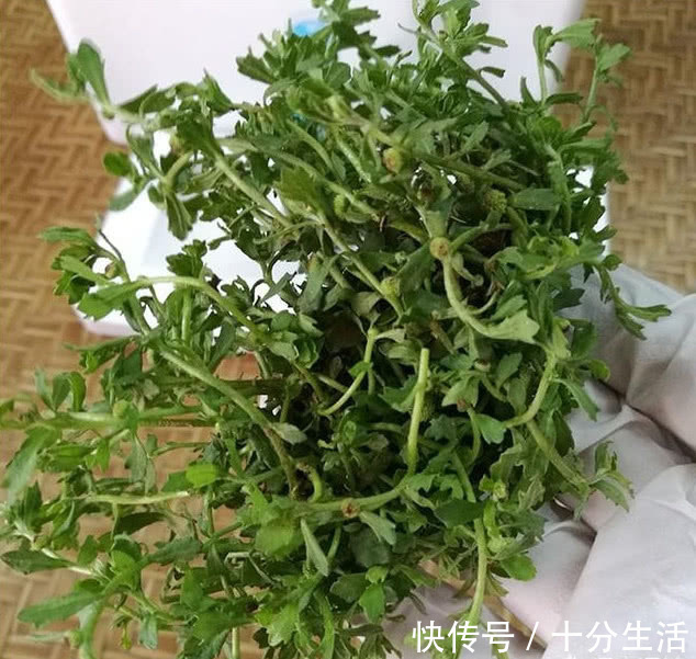 抗细胞|鼻炎，不要命，但绝不是小病，1个不值钱的野草，5分钟搞定鼻炎