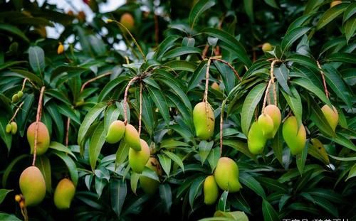 到西双版纳，这些热带水果没吃就白来了