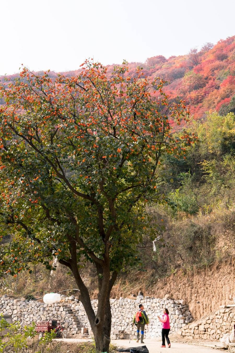 朱家峪|章丘区这八个古村落，不是国家级就是山东省级古村落，你都去过吗